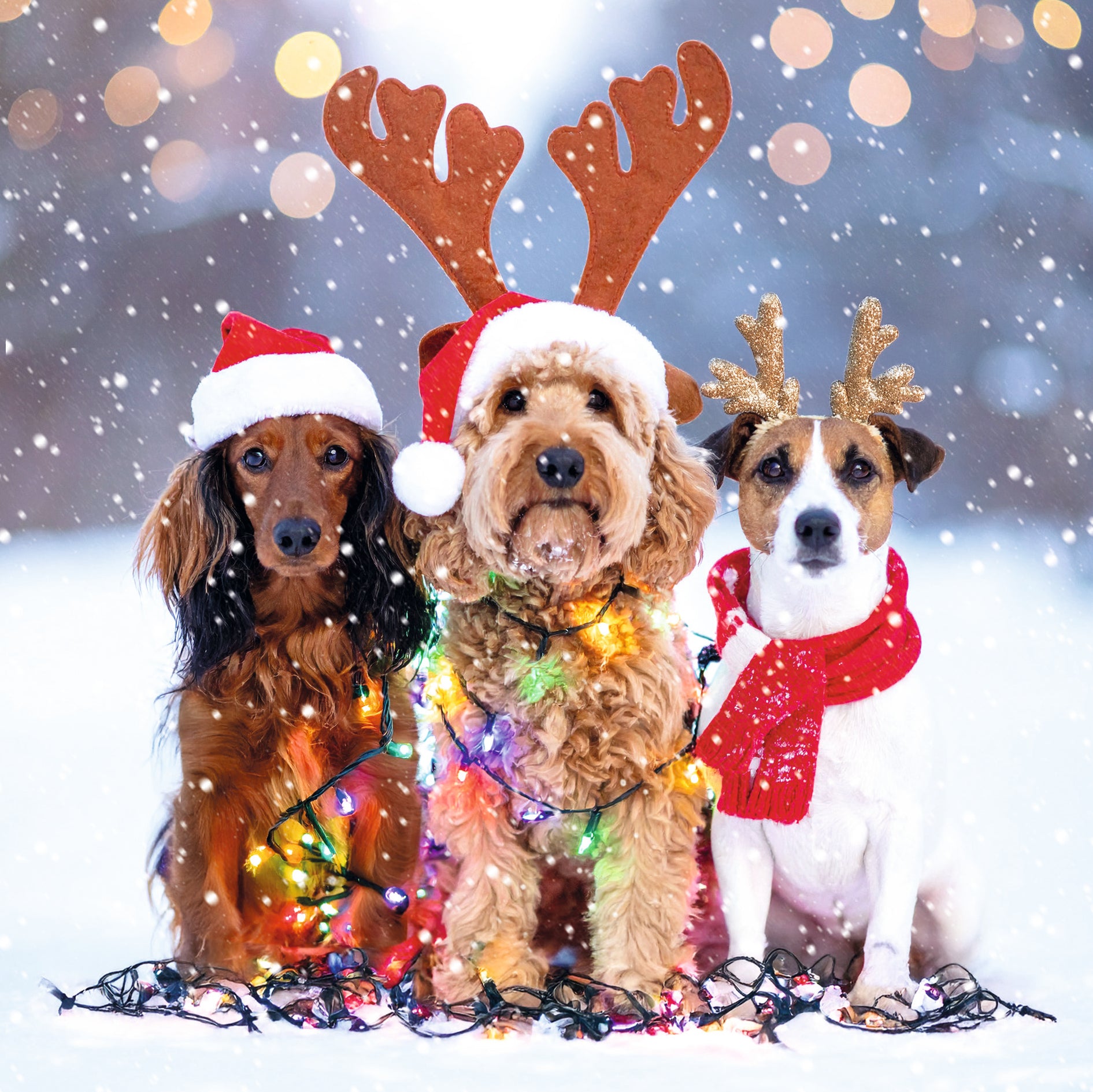 Festive Dogs Bumper Box