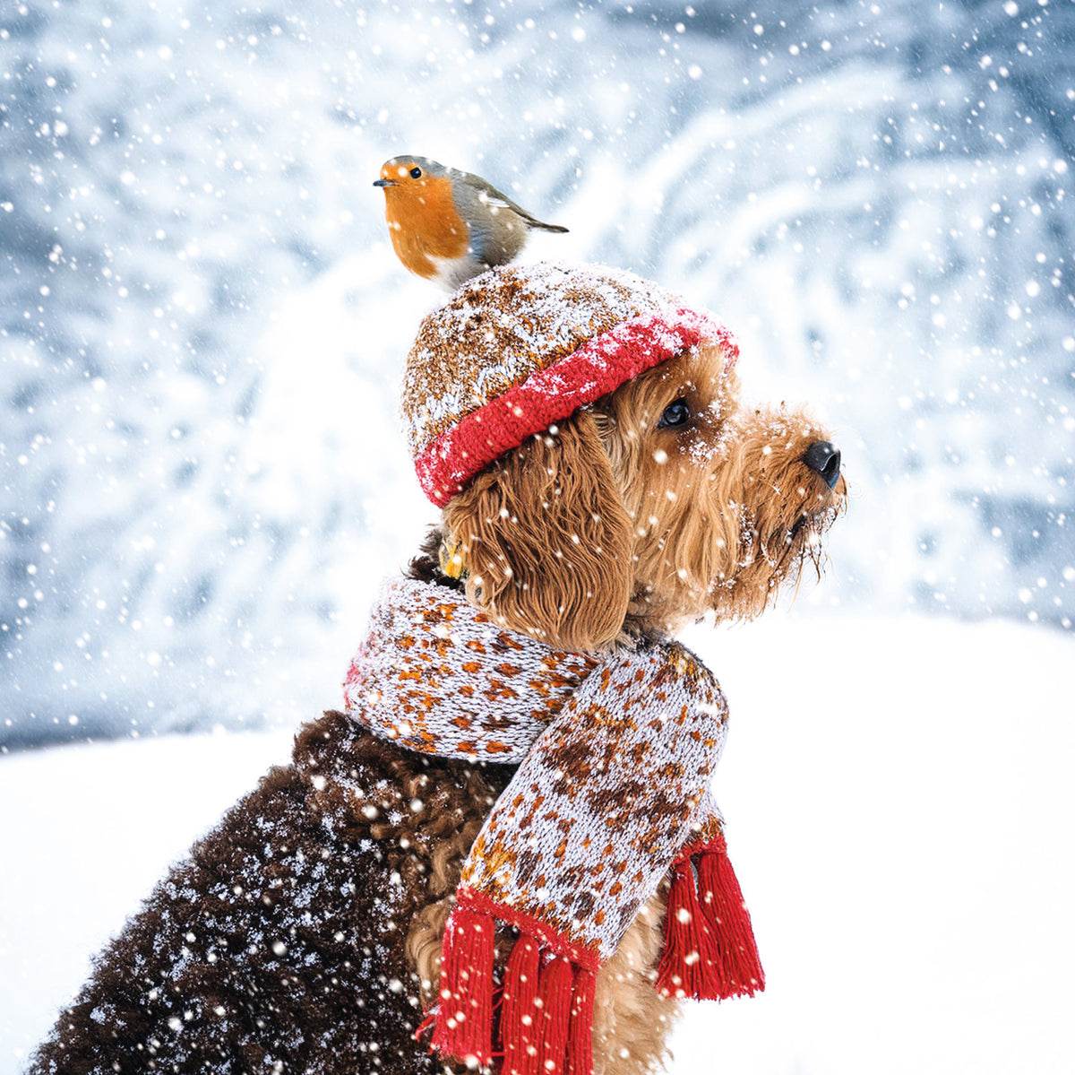 Festive Dogs Bumper Box