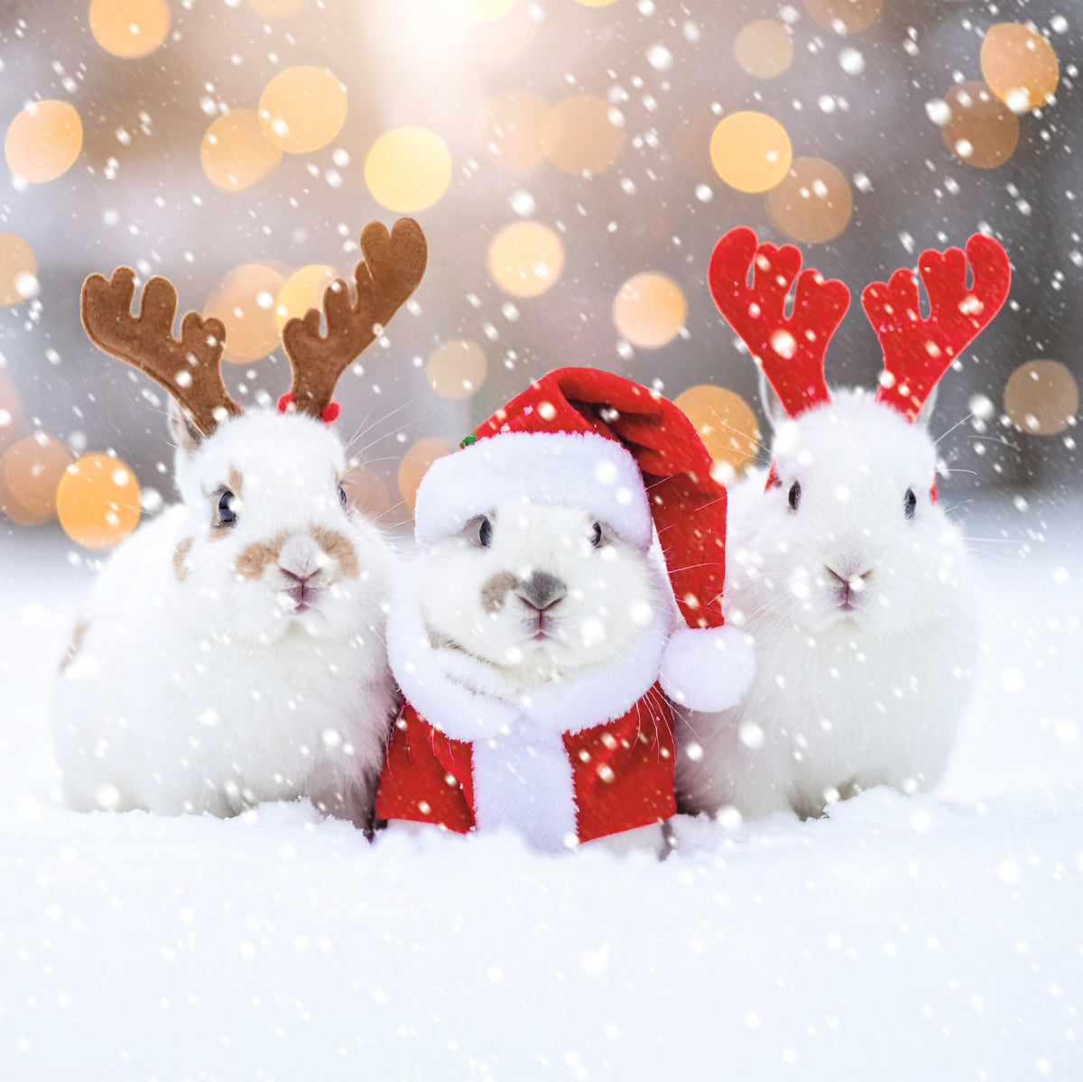 Fun Festive Animals | 12 Christmas Cards, 2 Designs
