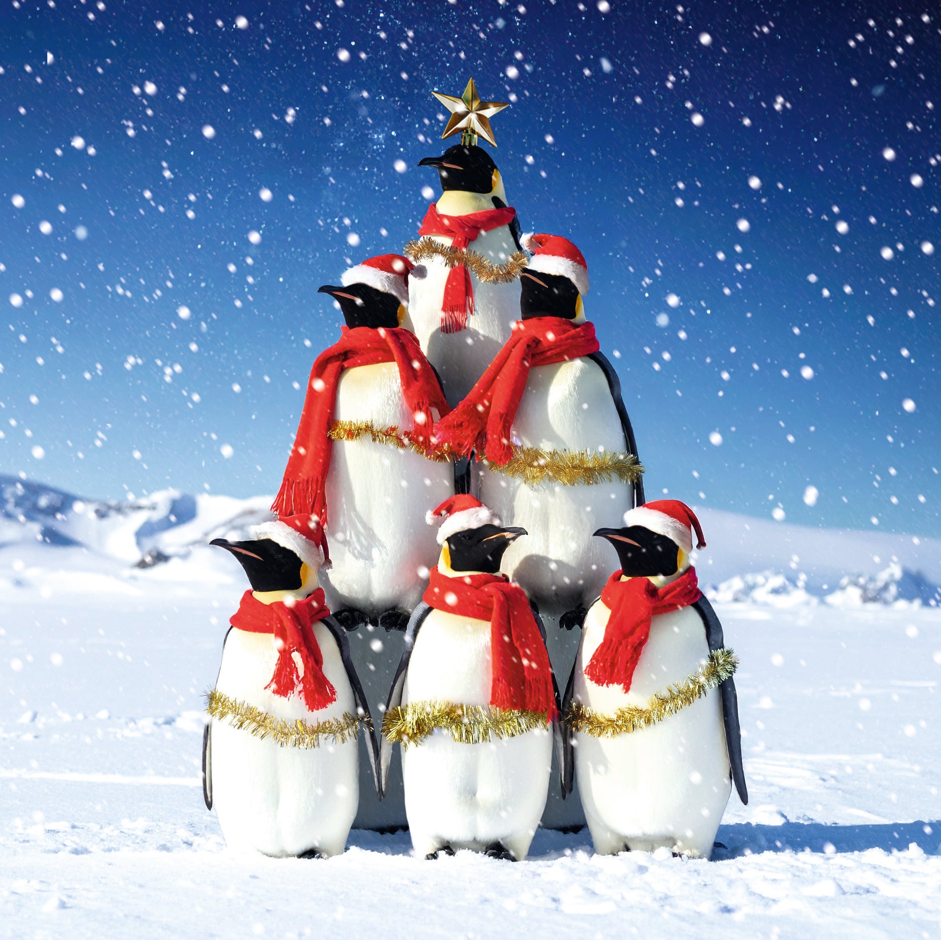 Polar Animals Bumper Box