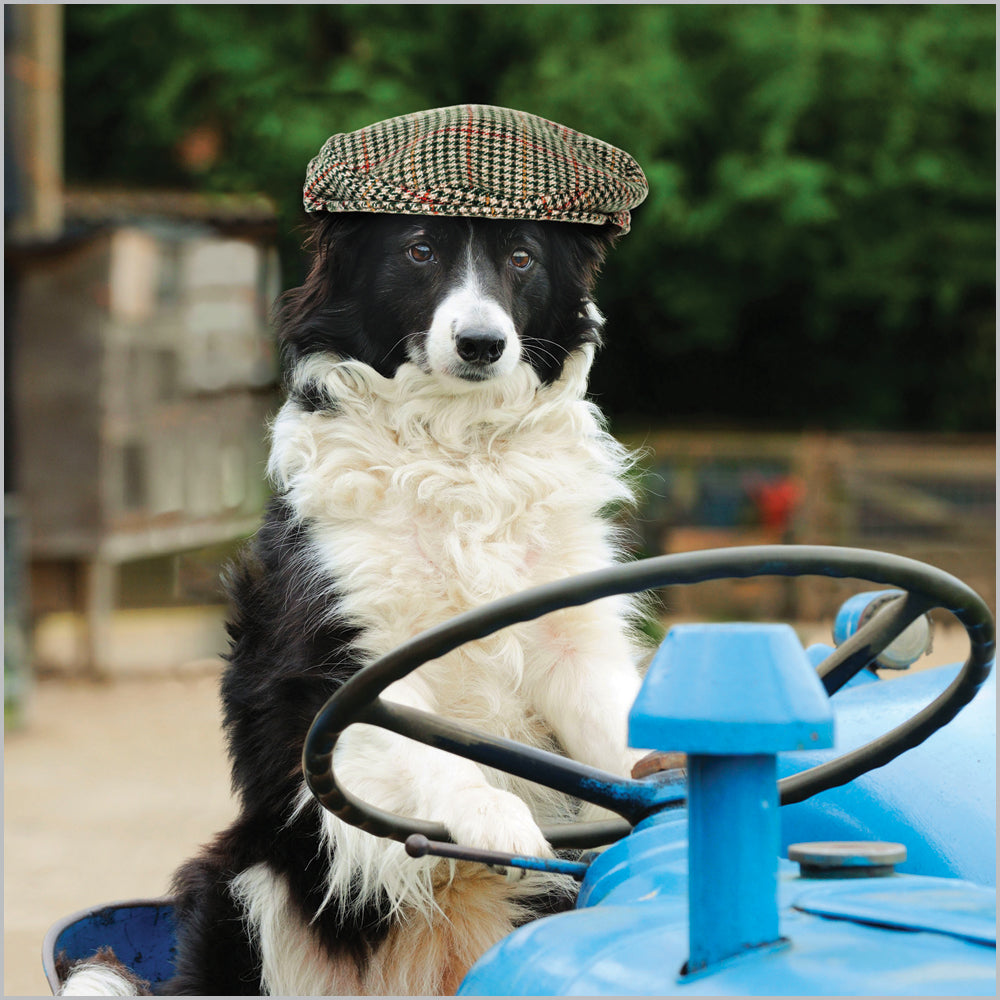 Photographic Birthday Card - Border Collie Driving a Tractor