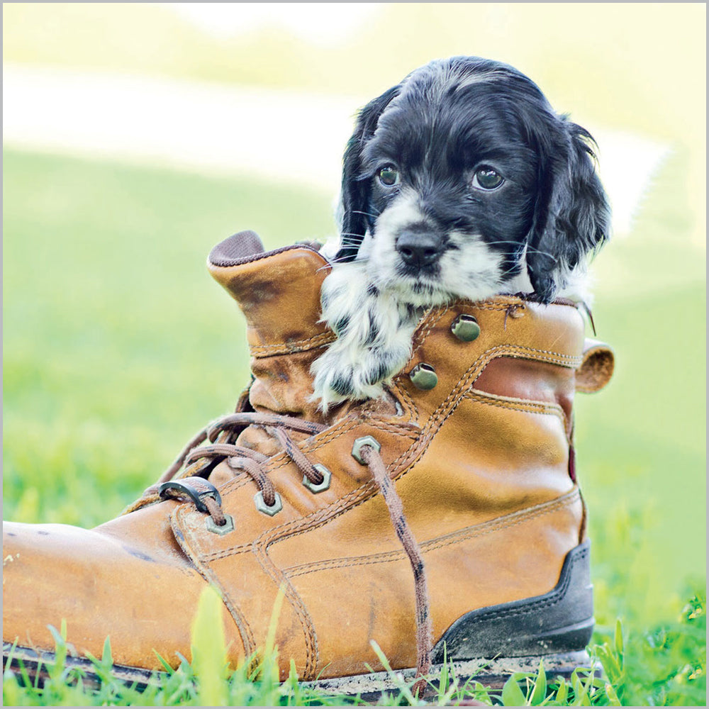 Dog in Boot