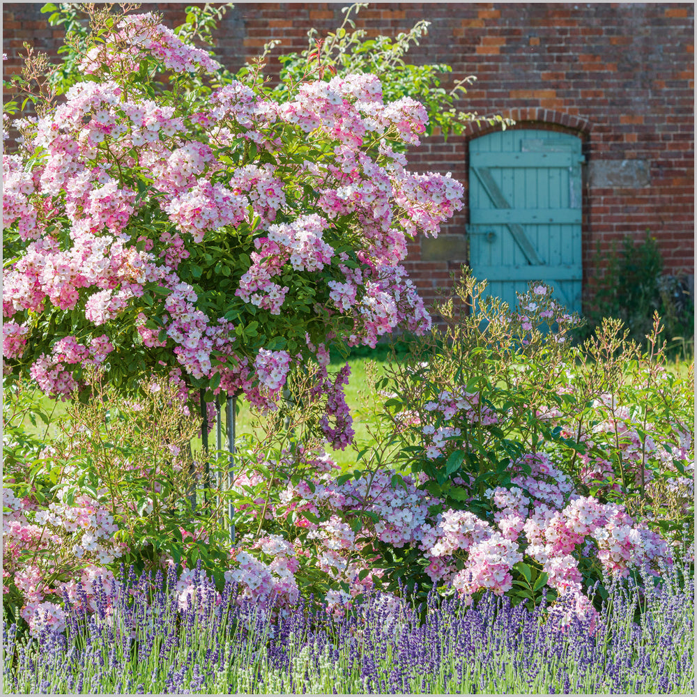 British SummerRoses