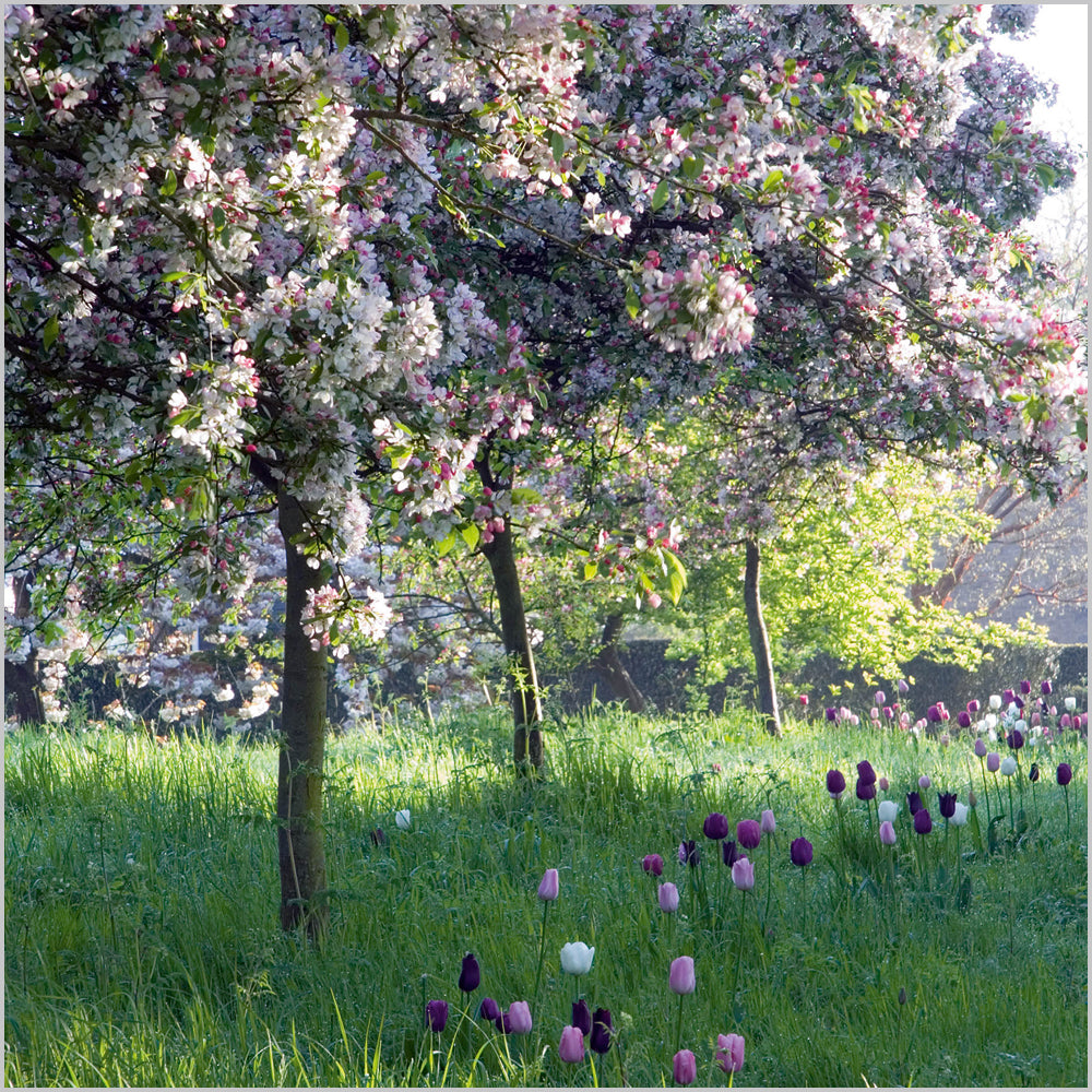 Crab Apples and Tulips