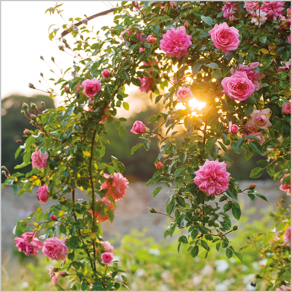 Climbing Rose Rambler; Easton Walled Garden;