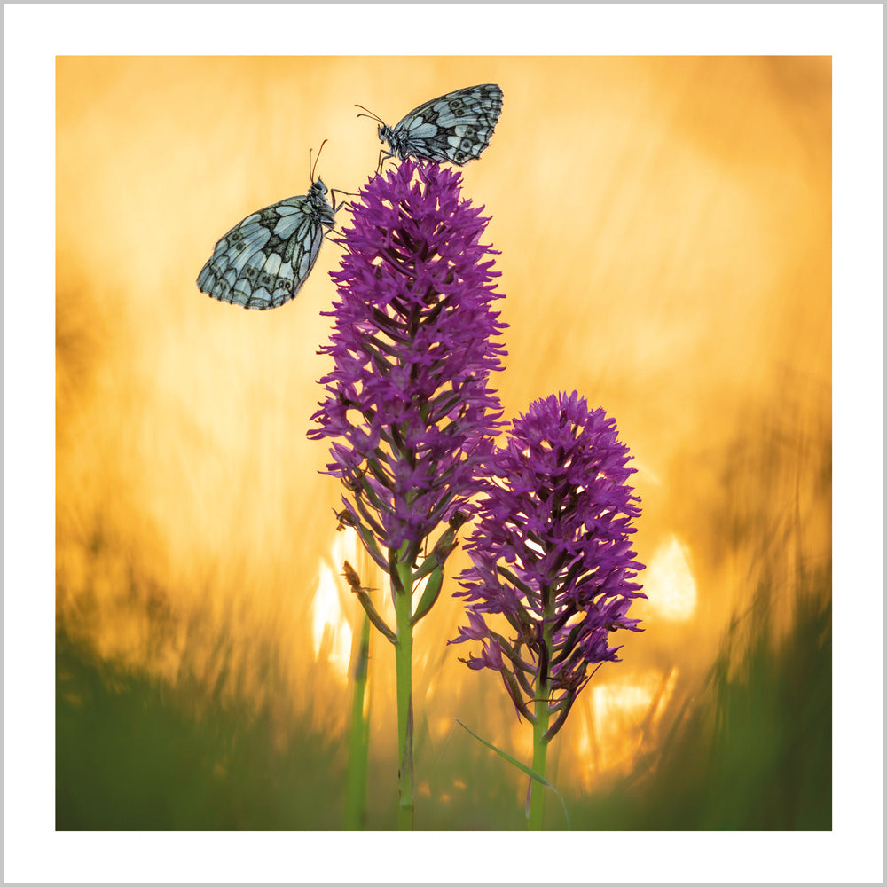 Marbled White Butterflies on Pyramidal Orchid