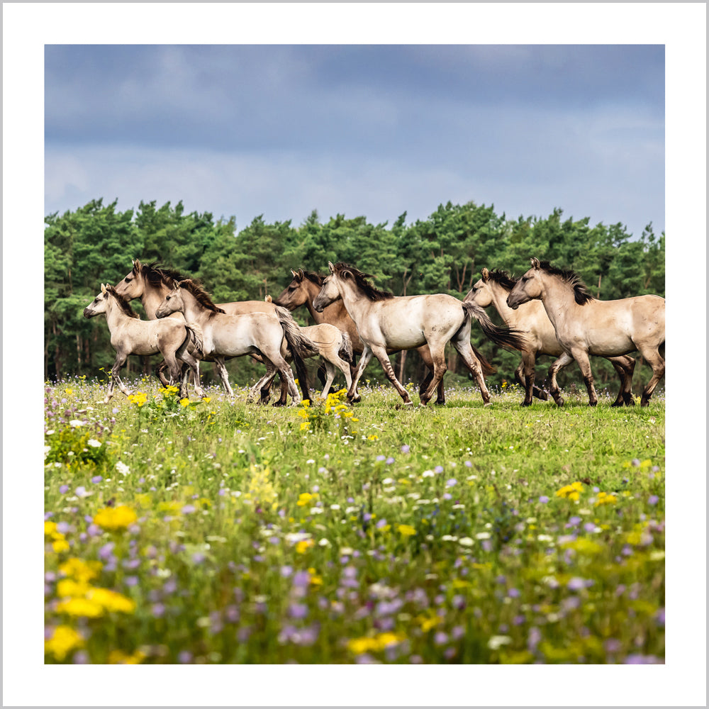 Konik Ponies