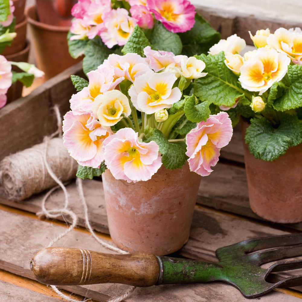 Primula polyanthus
