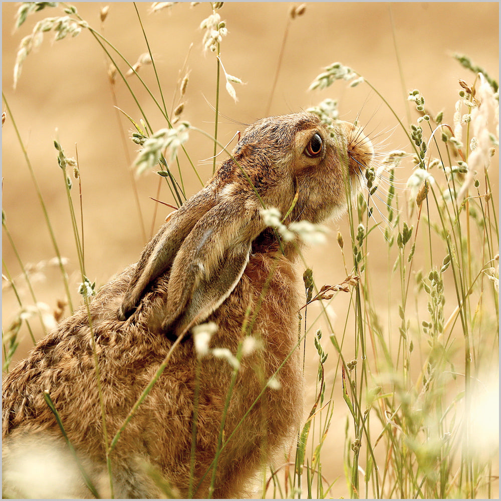 Brown Hare