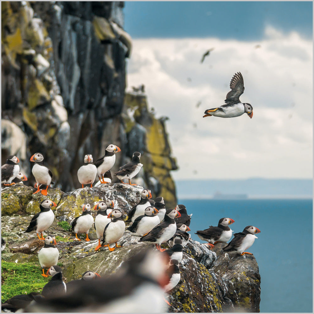 Atlantic Puffins