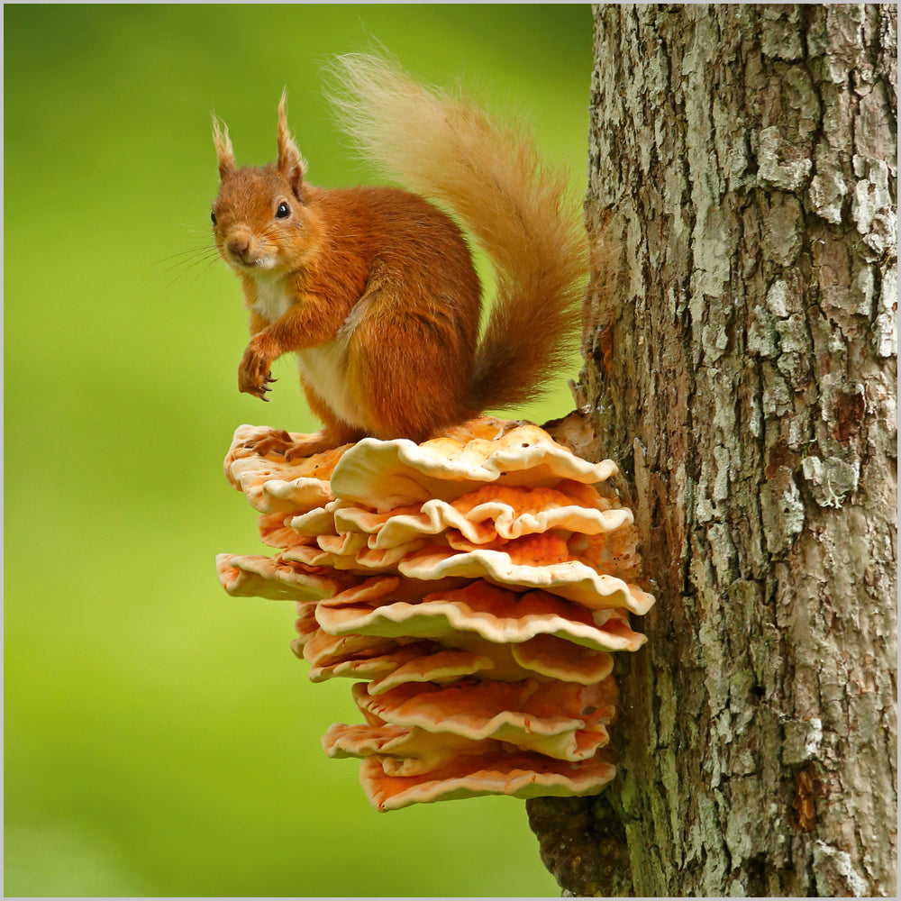 Red squirrel sitting on Chicken of the woods