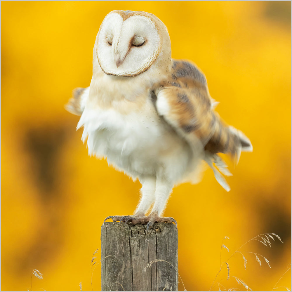 Barn Owl