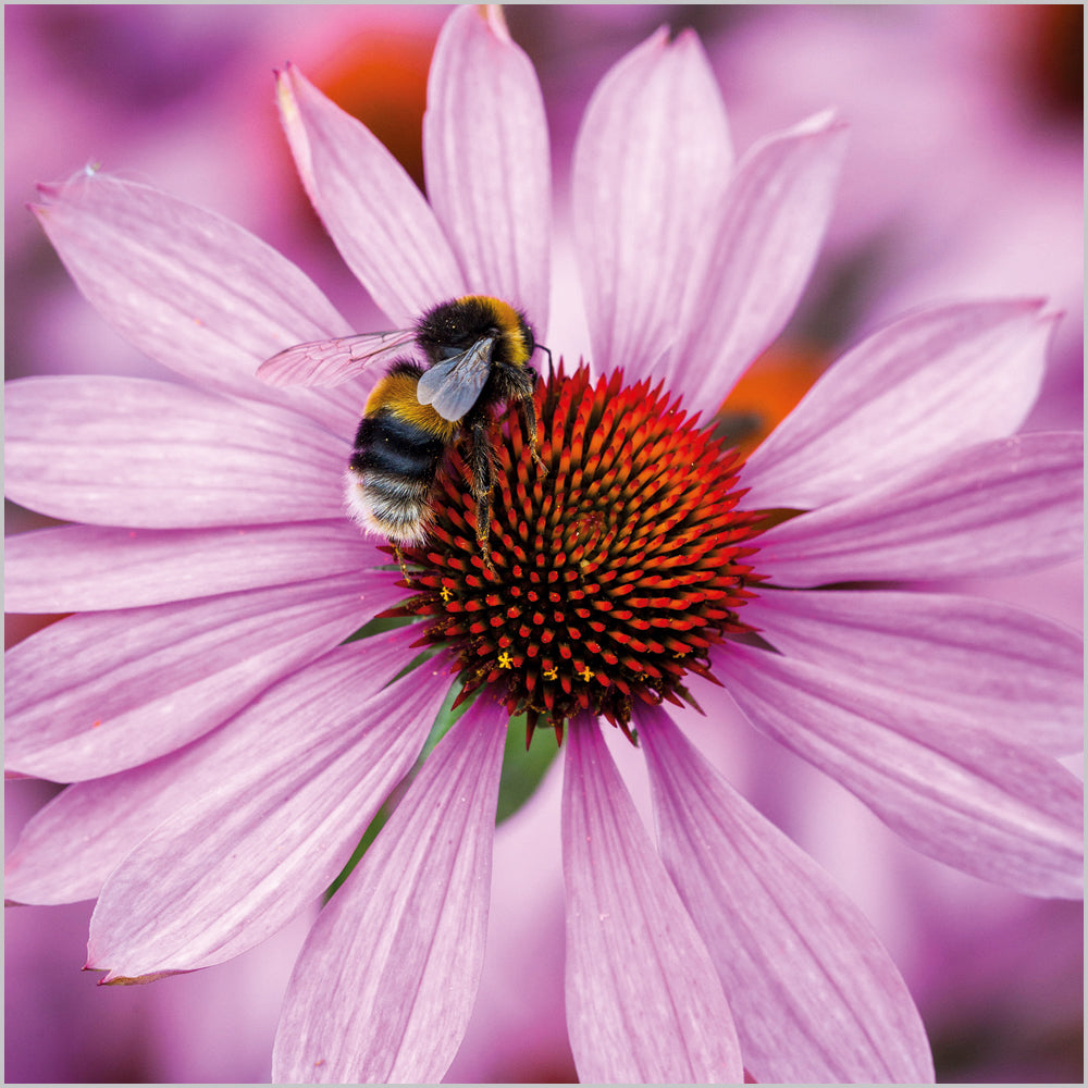 Echinacea purpurea 'Magnus'