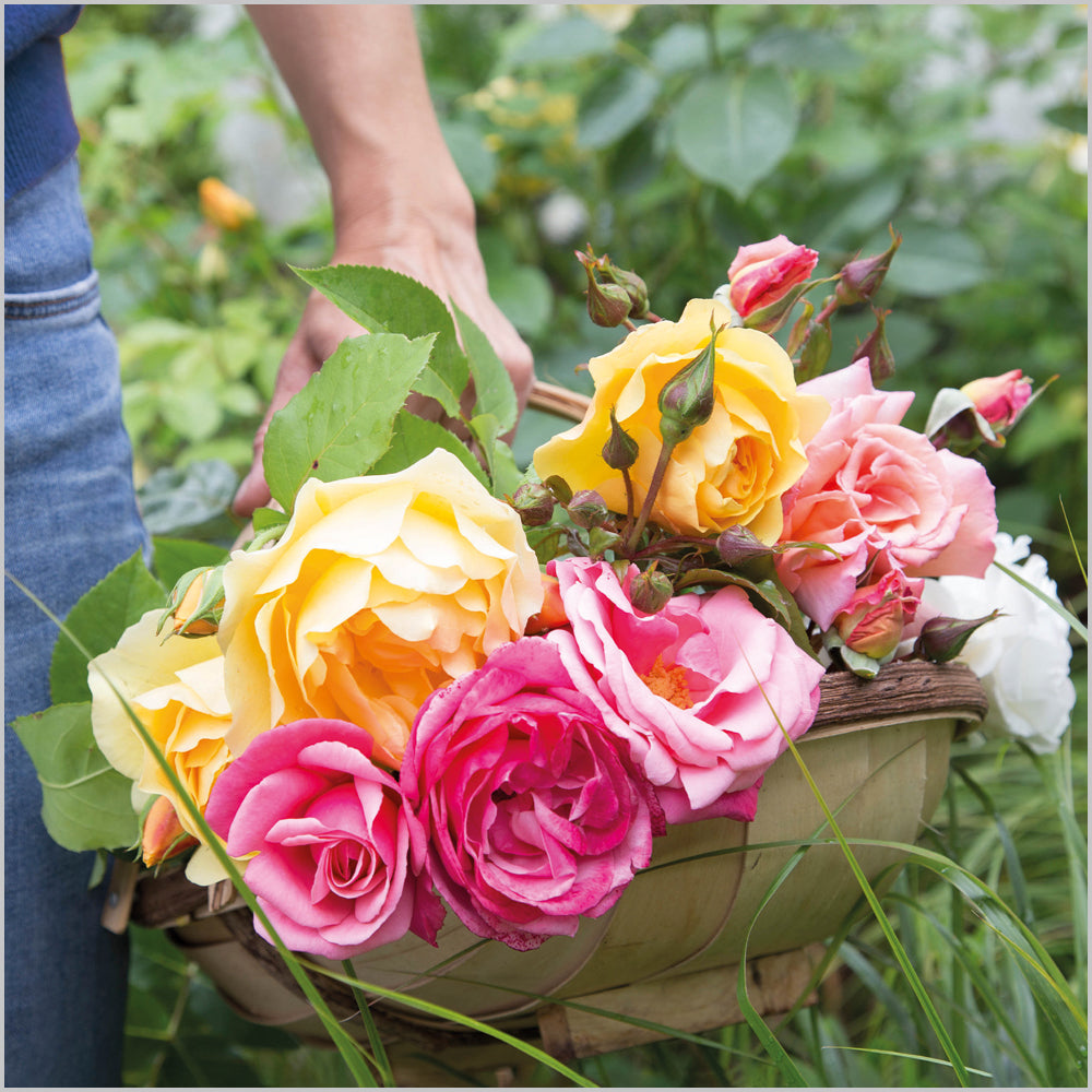 Cut garden roses