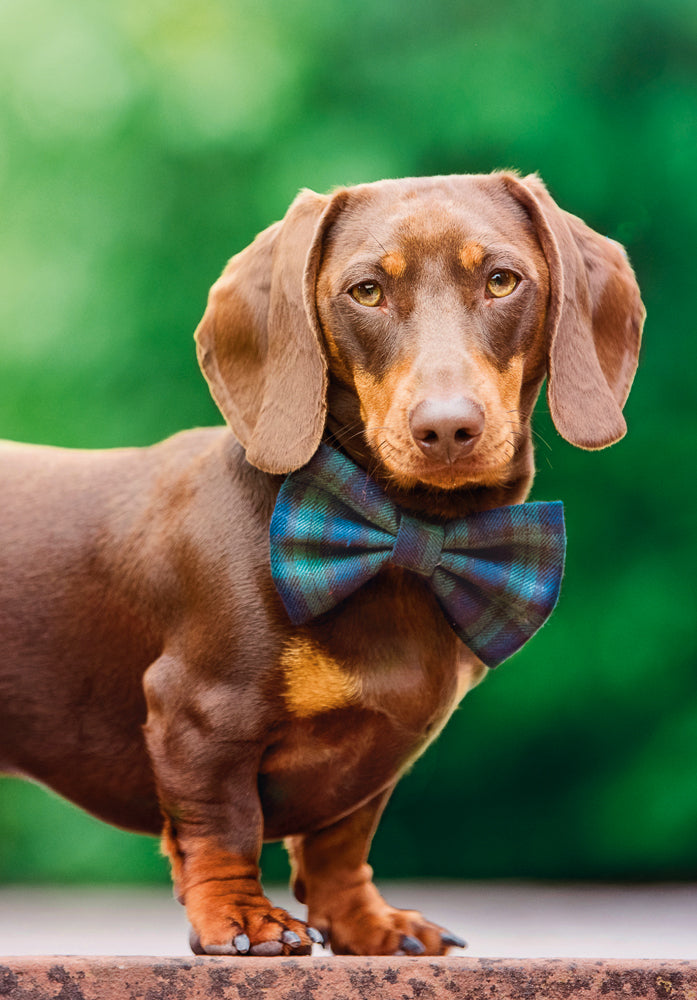 Birthday Card | Dashing Dachshund