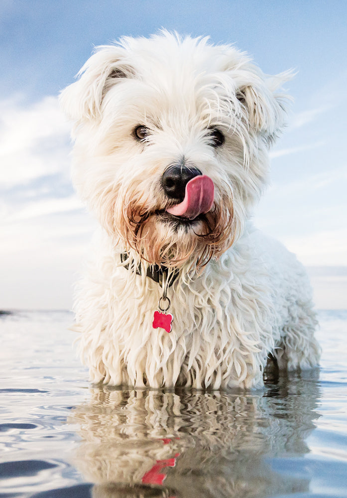 West Highland Terrier Birthday Card - Photographic Design