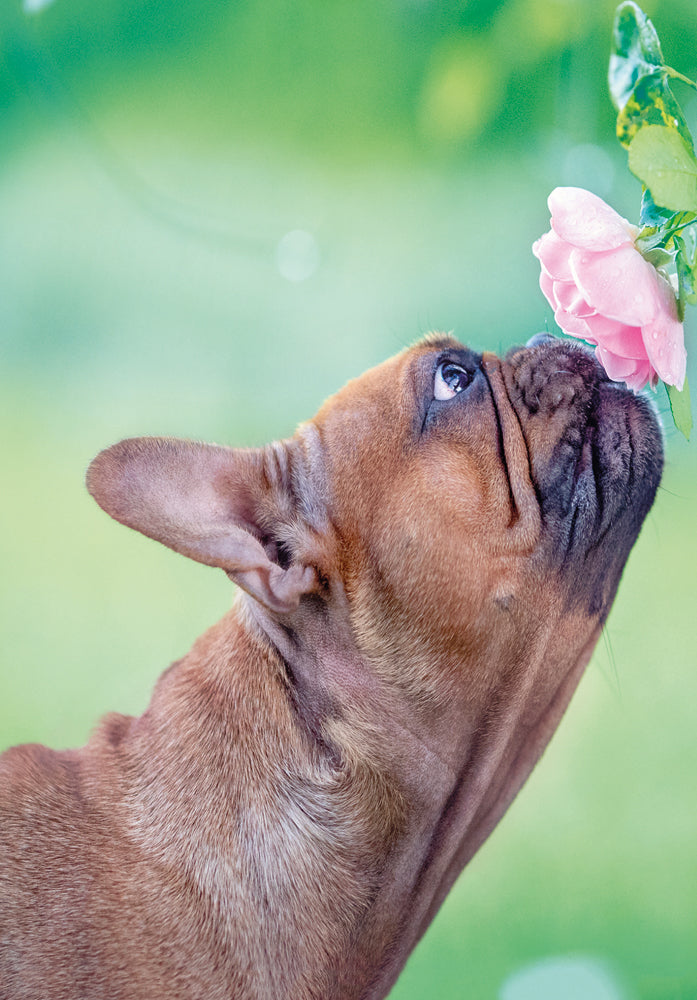 French Bulldog Birthday Card - Dog Design