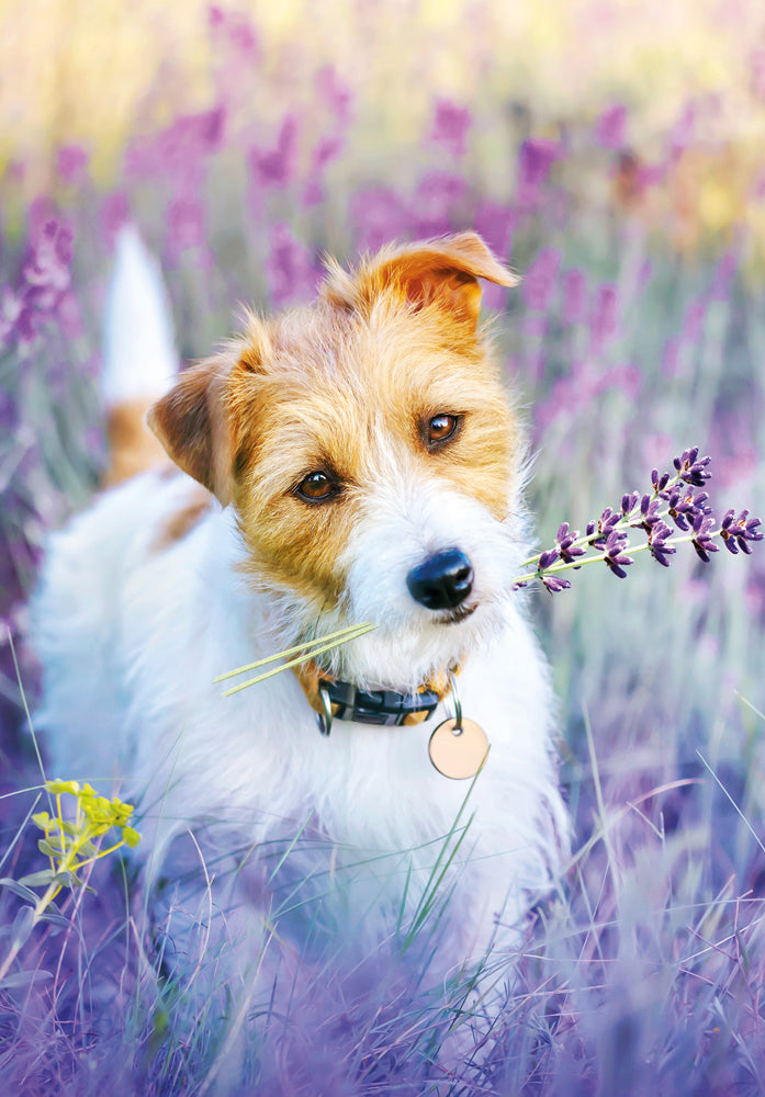 Jack Russell Terrier