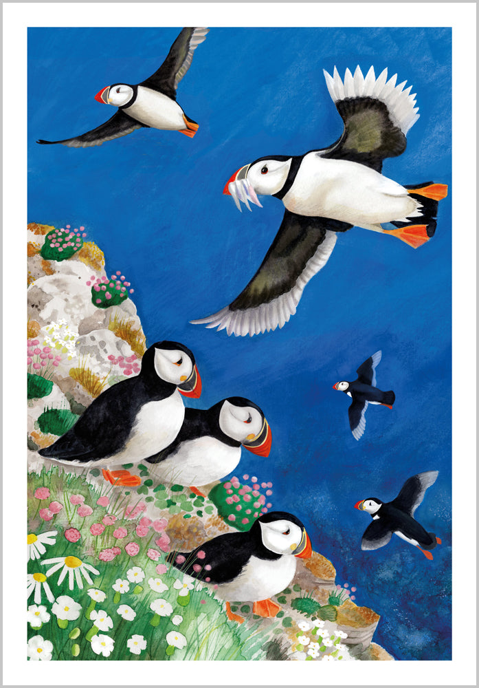 Puffins