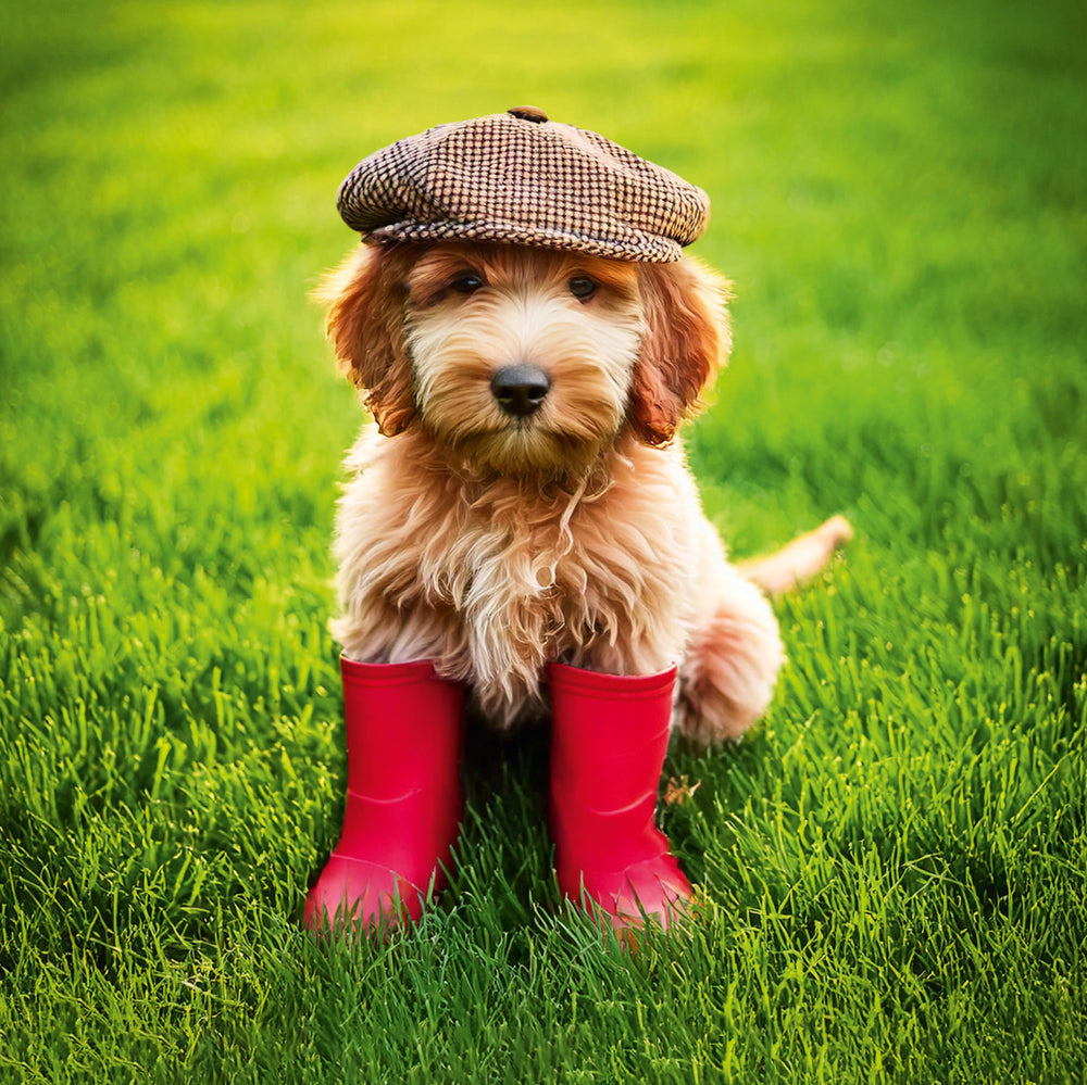 Cockapoo in Wellies