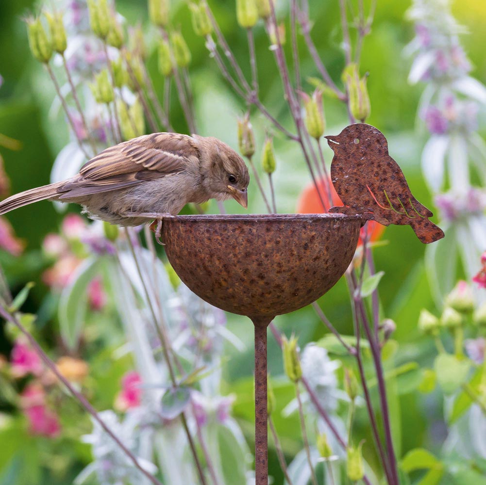 House Sparrow