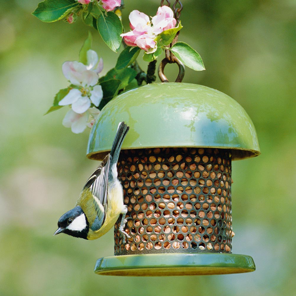 Great Tit on Bird Feeder