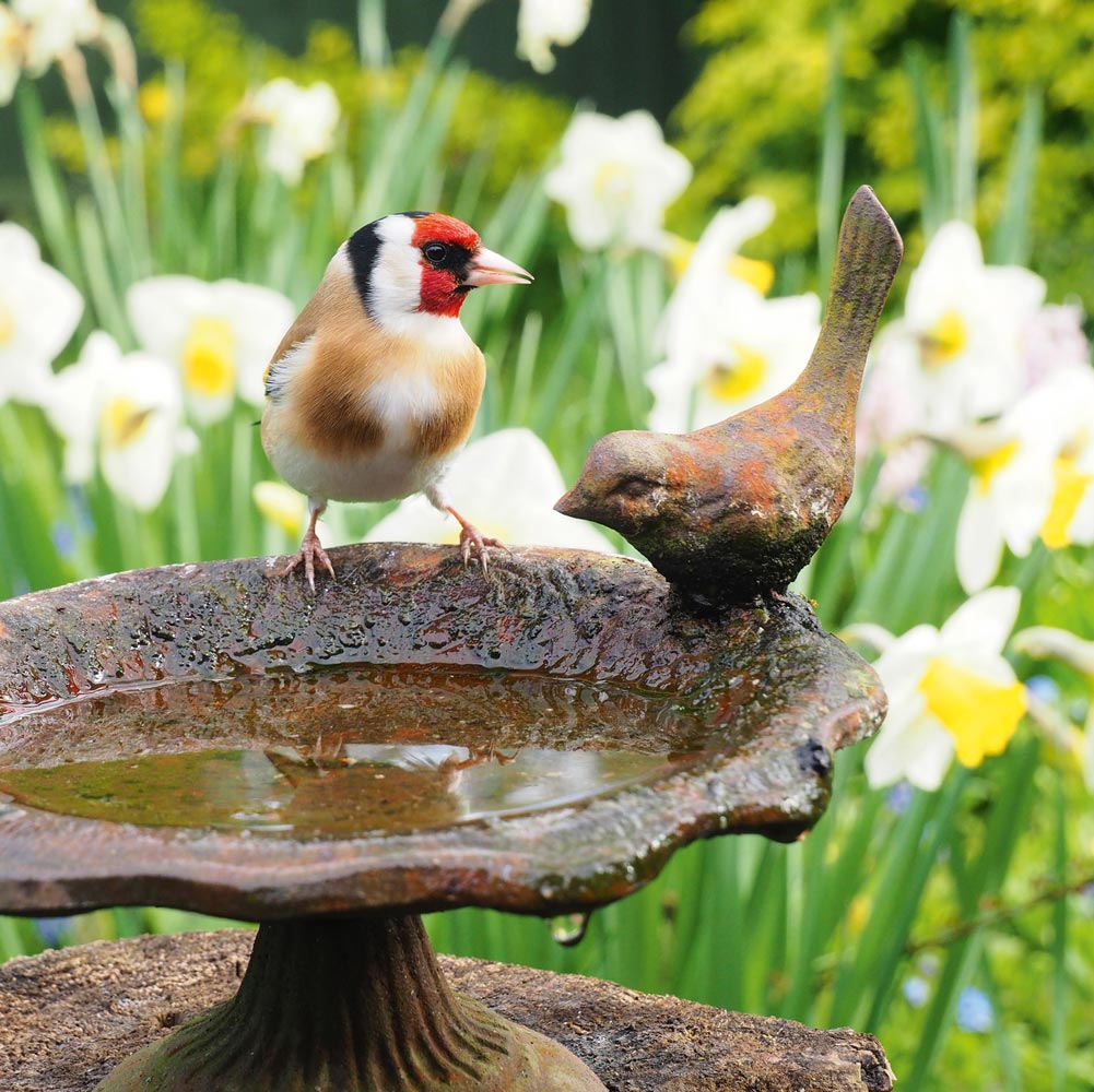 Goldfinch