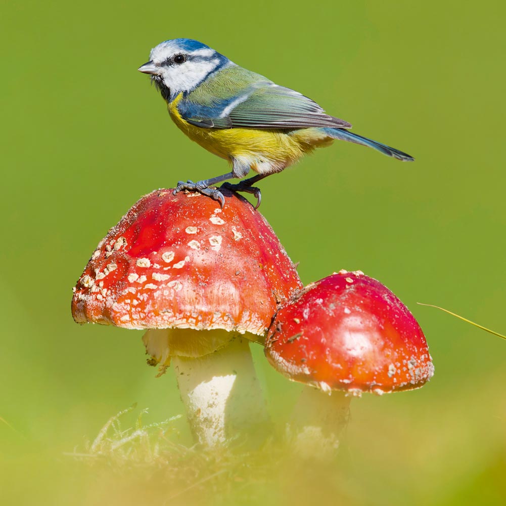Blue Tit
