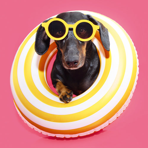 Dashing Dachshund