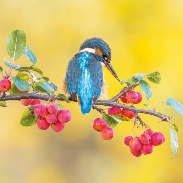 Kingfisher on Crab Apple Branch