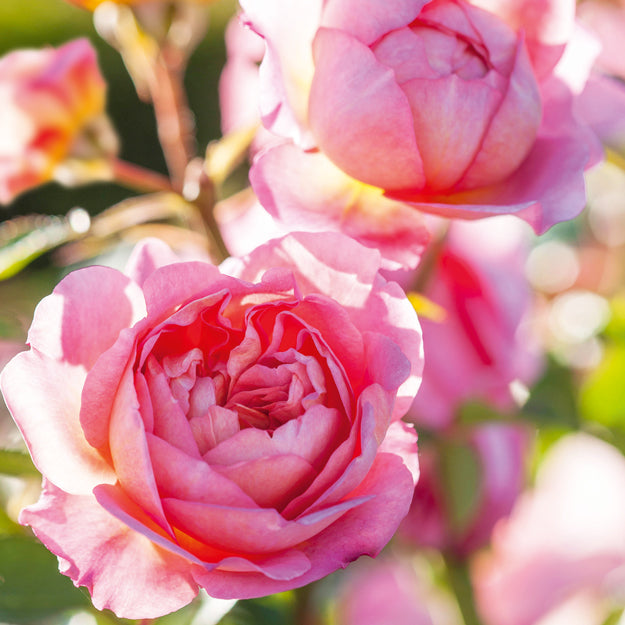English Shrub Rose