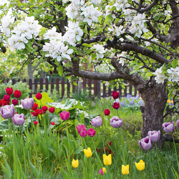 Spring Garden
