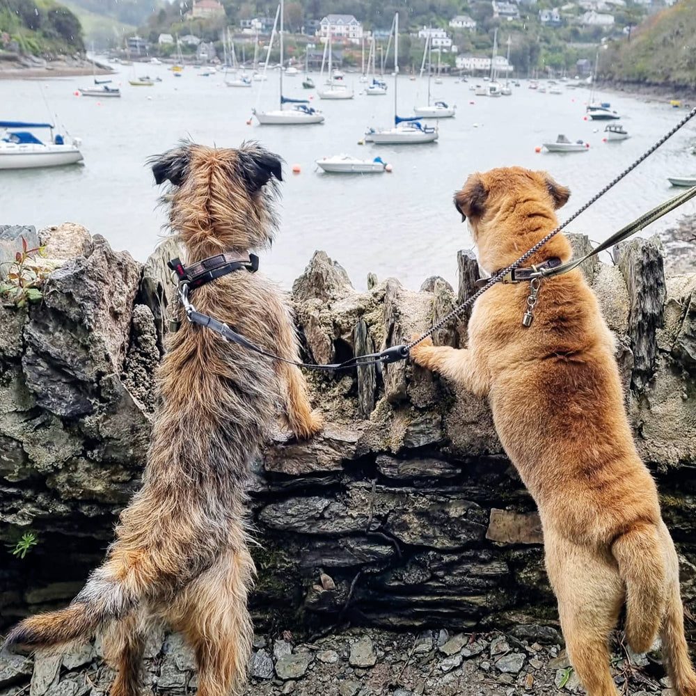 Border Terriers Noss Mayo South Devon