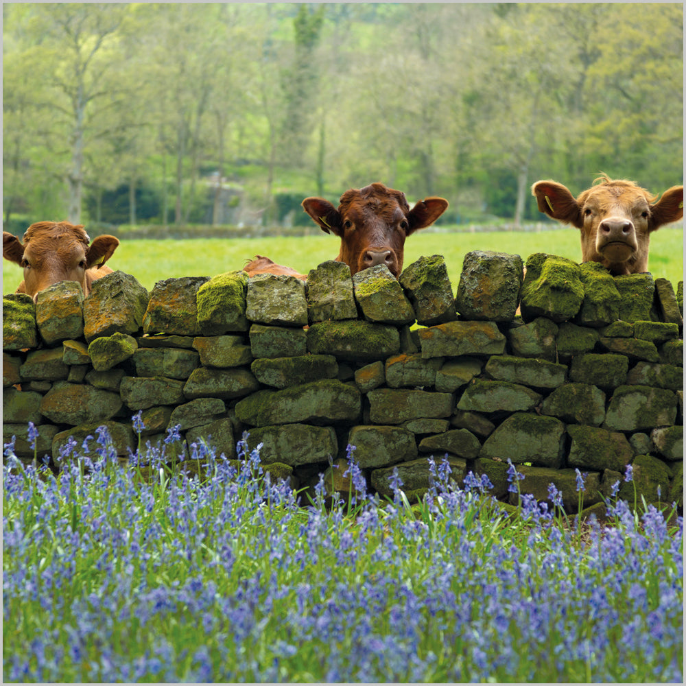Cattle and Bluebells in Nidderdale