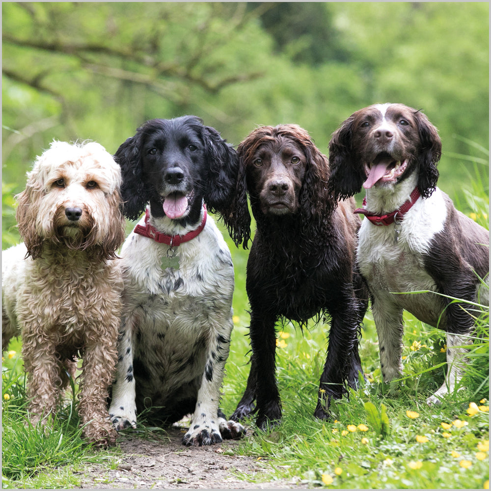 Cockapoo and Spaniels