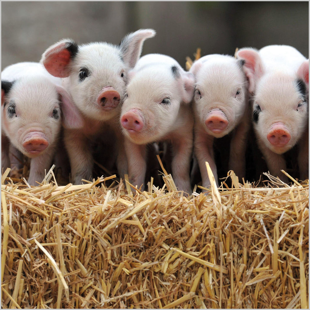 Gloucester OldSpot Piglets
