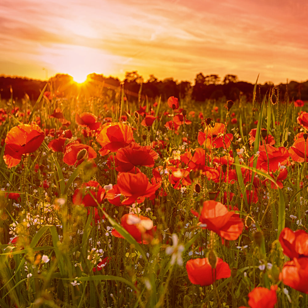 Poppy Field Bewdley Worcestershire