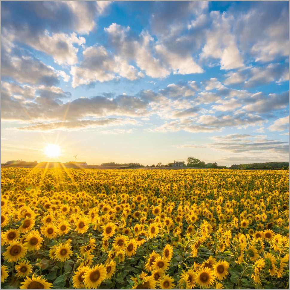 Sunflowers Winley Hill Great Ayton North York