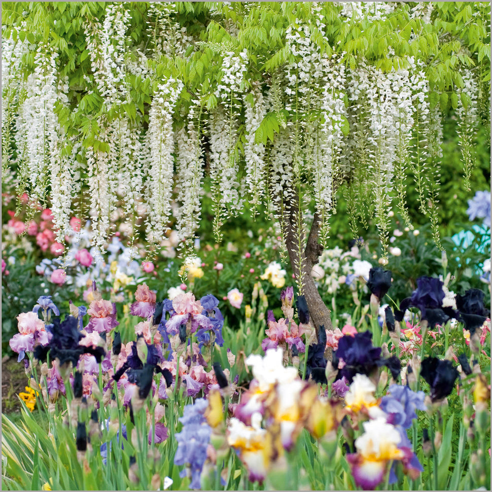 Wisteria Sinensis and Iris