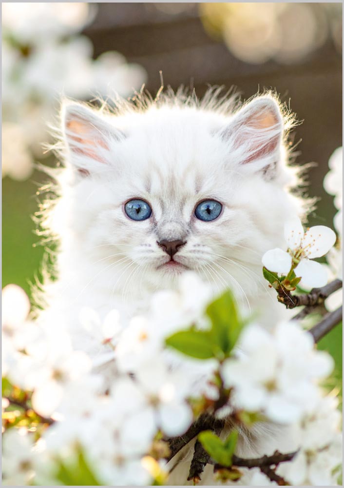 White Kitten in Blossom