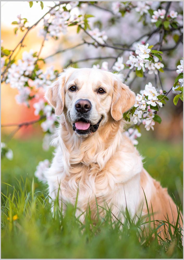 Golden Retriever in Blossom