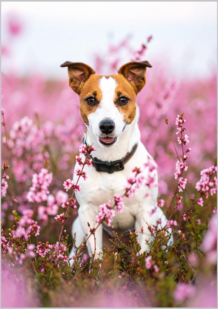 Jack Russell in Pink Flowers