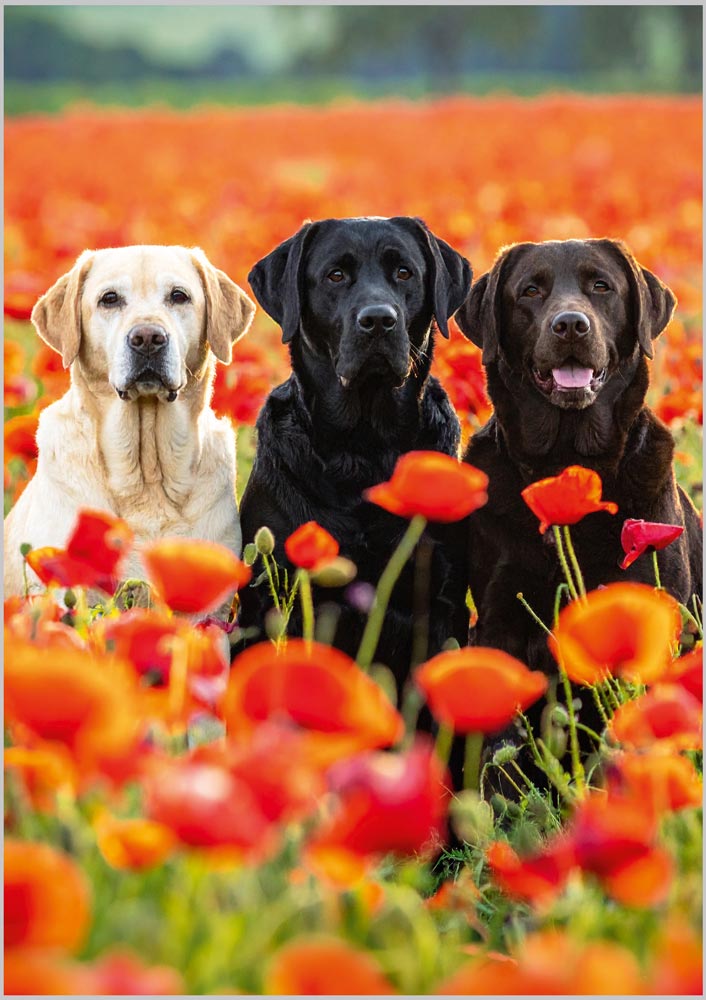 Yellow Black & Chocolate Labradors in Field o