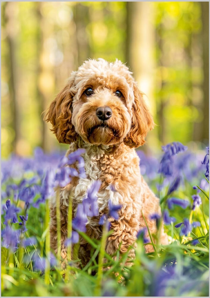 Cockapoo in Bluebell Wood