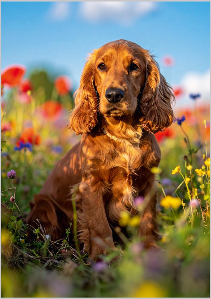 Cocker Spaniel in Wildflower Meadow