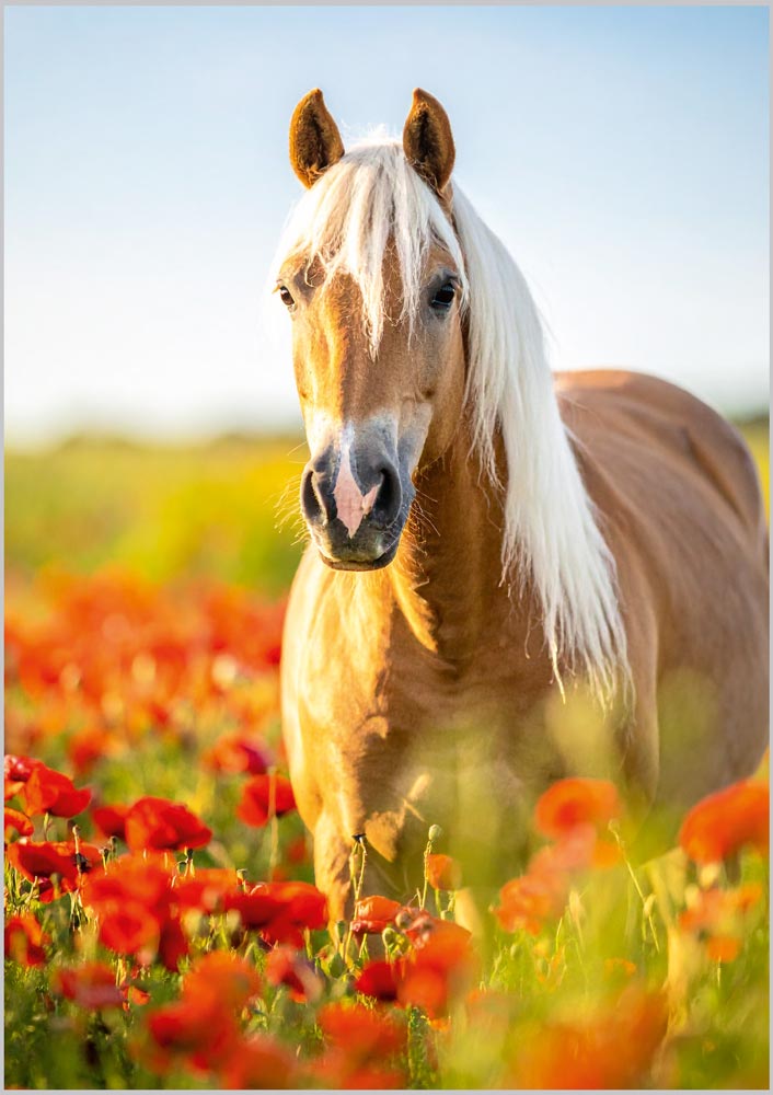 Haflinger Horse in Poppies