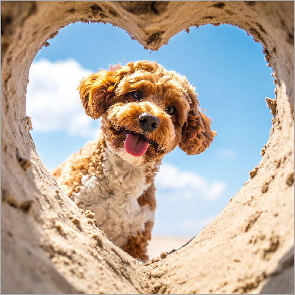 Cockapoo Heart