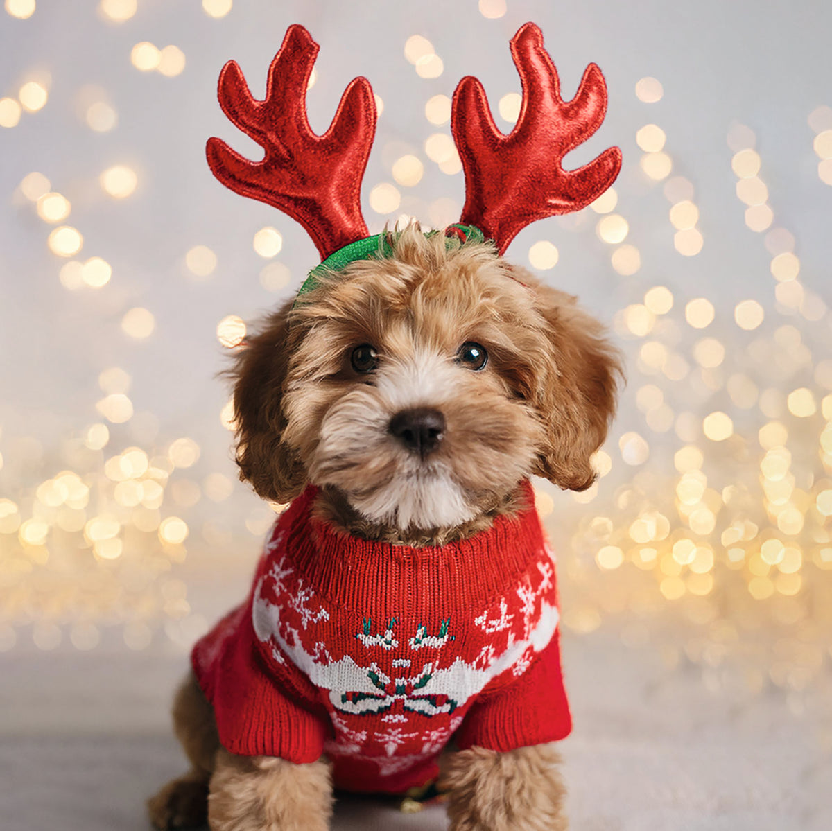 Festive Dogs Bumper Box