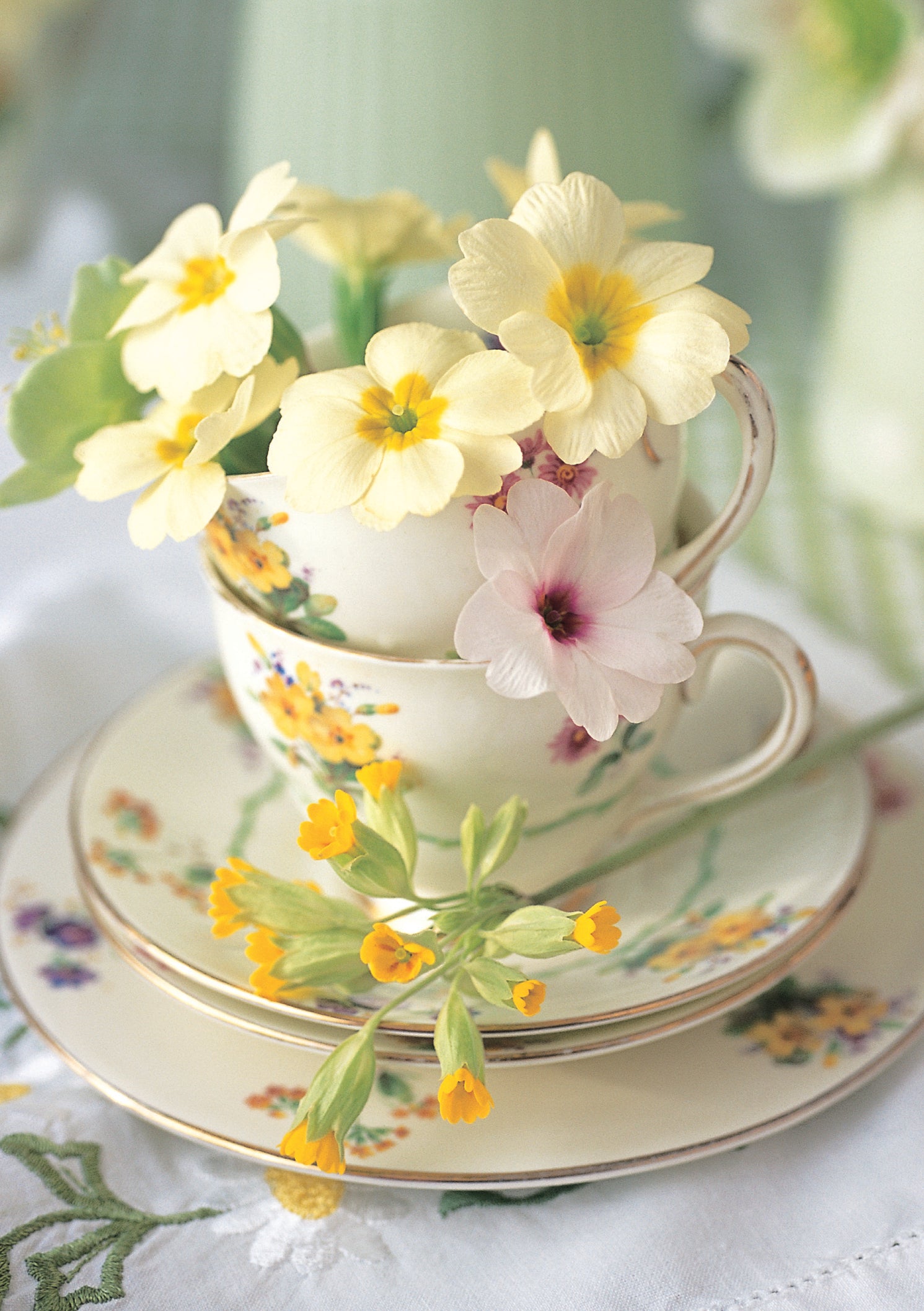 Primroses in china cups