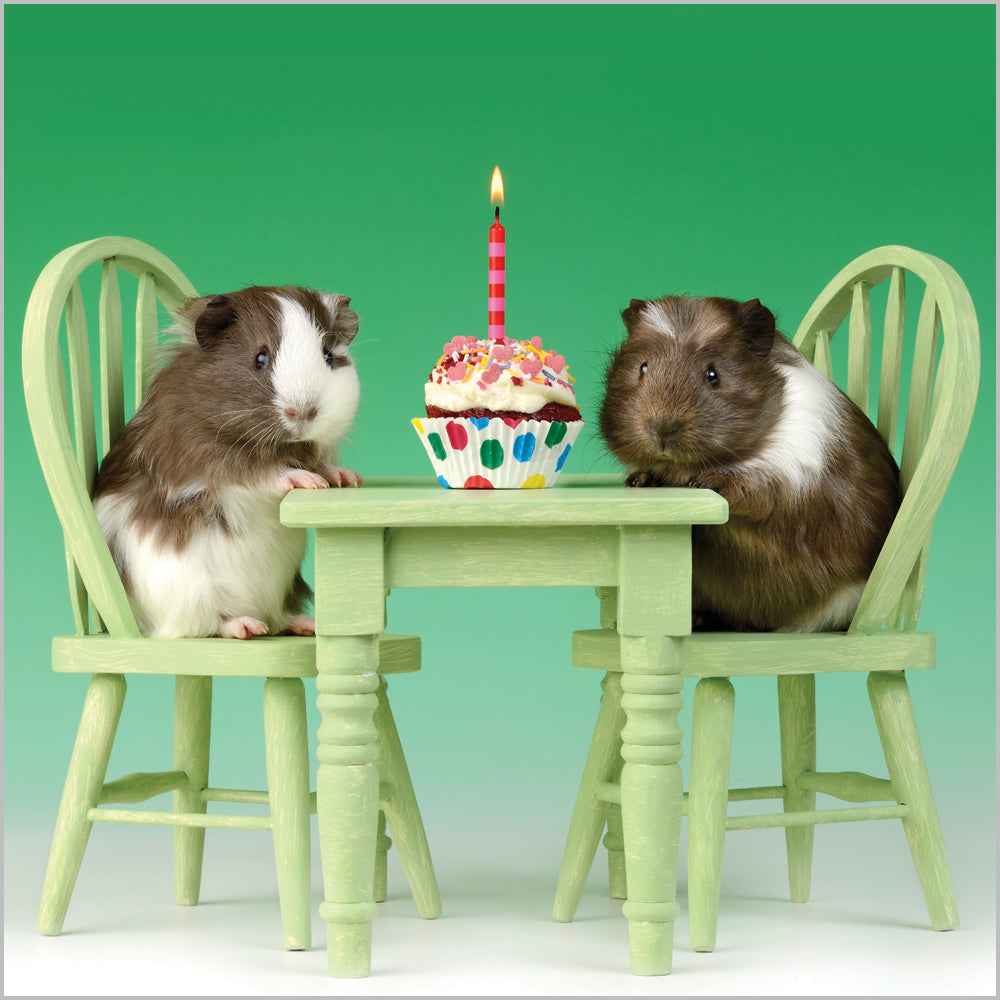 Birthday Guinea Pigs